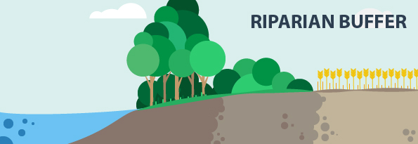 riparian buffer