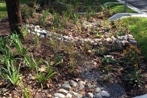 The bioretention area that replaced the old central drain pipe. Credit: Kit Gage, President of Friends of Sligo Creek.